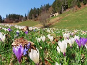 Spettacolo di fiori ai prati della Pigolotta di Valtorta-12apr24  - FOTOGALLERY